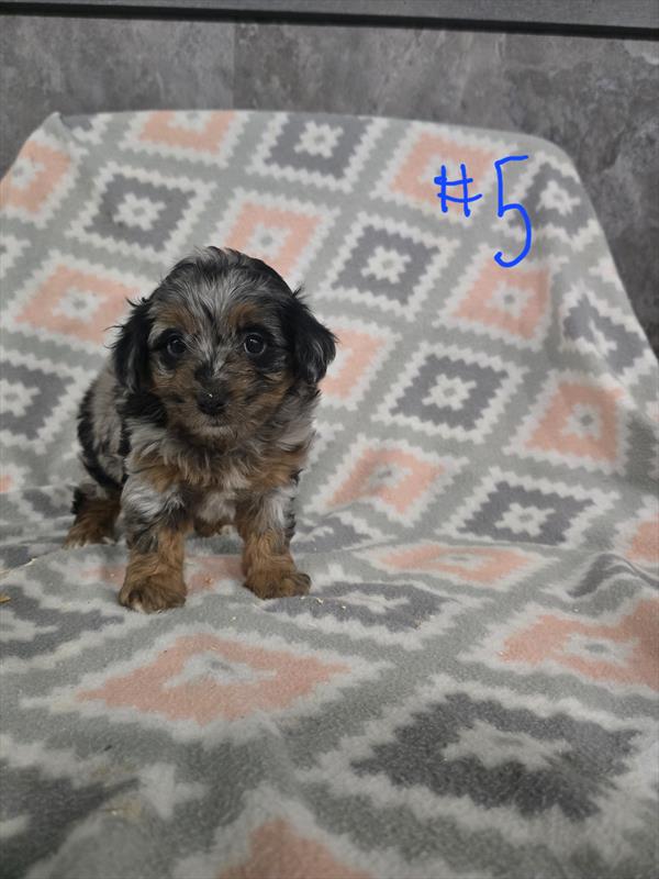 [#253194-05]  - Blue Merle F Aussiedoodle Mini Puppies for Sale