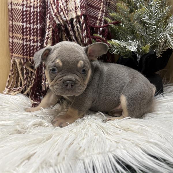 [#253006-01]  - Lilac / Tan M French Bulldog Puppies for Sale