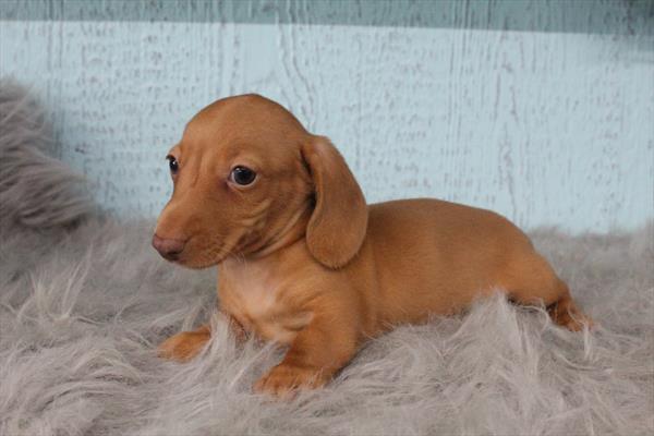 [#252895-04]  - Red M Dachshund Puppies for Sale