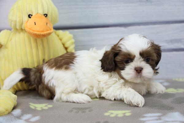 [#253236-04]  - Red Brindle / White F Shih Tzu Puppies for Sale