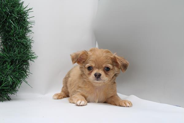 [#252901-01]  - Red Merle M Chihuahua Puppies for Sale