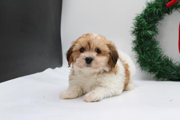 [#253330-03]  - Brown / White F Havanese Puppies for Sale