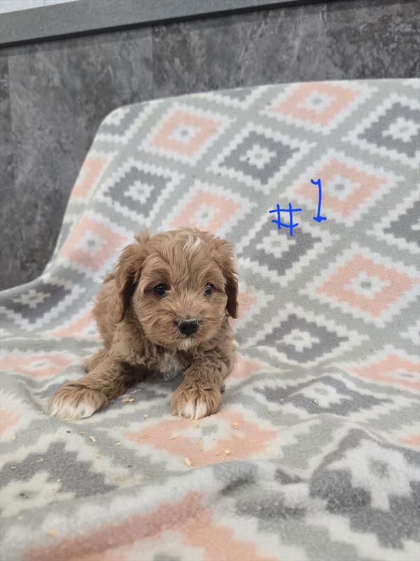 [#253234-01]  - Red / White M Cavapoo Puppies for Sale