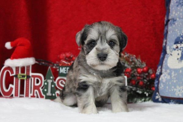 [#252407-01]  - Blue Merle M Miniature Schnauzer Puppies for Sale