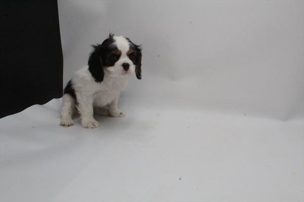 [#253493-02]  - Tri-Colored M Cavalier King Charles Spaniel Puppies for Sale
