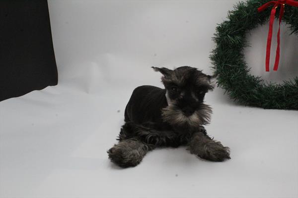 [#252893-04]  - Salt / Pepper F Miniature Schnauzer Puppies for Sale