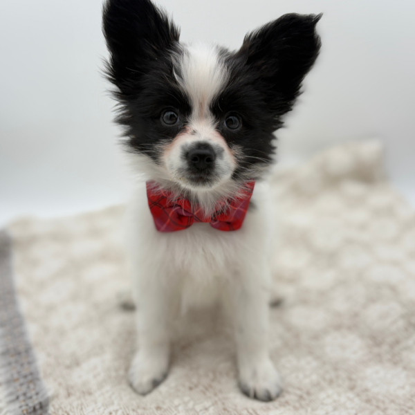 [#252721-01]  - Black / White M Papillon Puppies for Sale