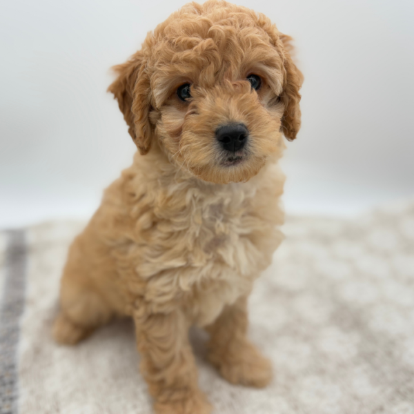 [#252218-03]  - Red M Poodle/Cock A Poo Puppies for Sale