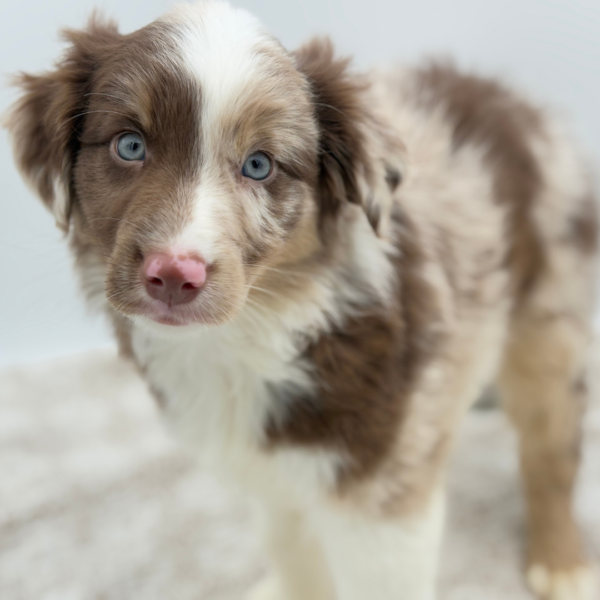 [#253070-01]  - Red Merle M Australian Shepherd Puppies for Sale