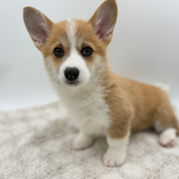 [#252781-03]  - Red / White F Pembroke Welsh Corgi Puppies for Sale