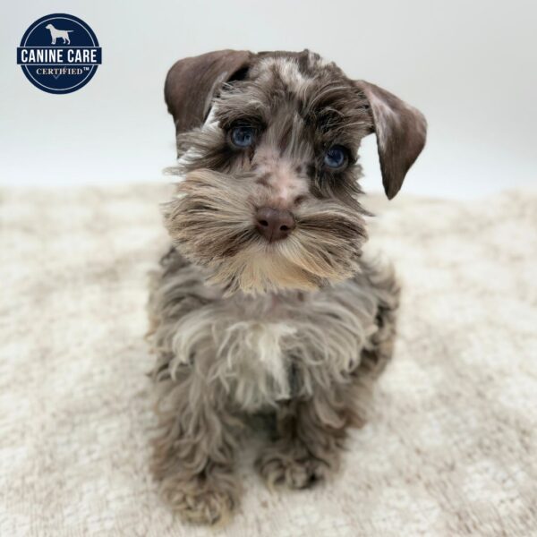 [#253079-03]  - Chocolate Merle M Miniature Schnauzer Puppies for Sale
