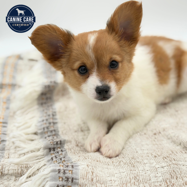 [#252299-02]  - Red / White M Papillon Puppies for Sale