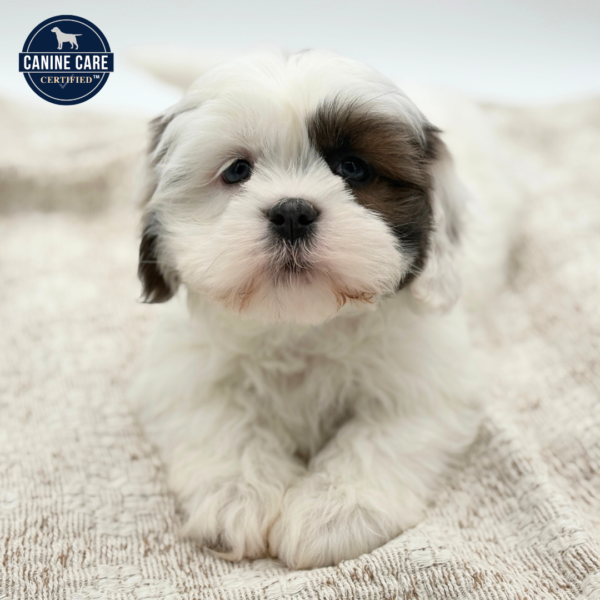 [#252264-05]  - White / Brown F Lhasa Apso Puppies for Sale
