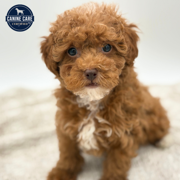 [#252254-04]  - Red F Poodle Puppies for Sale