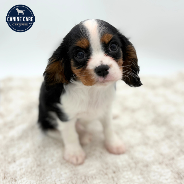 [#252458-04]  - Black White / Tan F Cavalier King Charles Spaniel Puppies for Sale