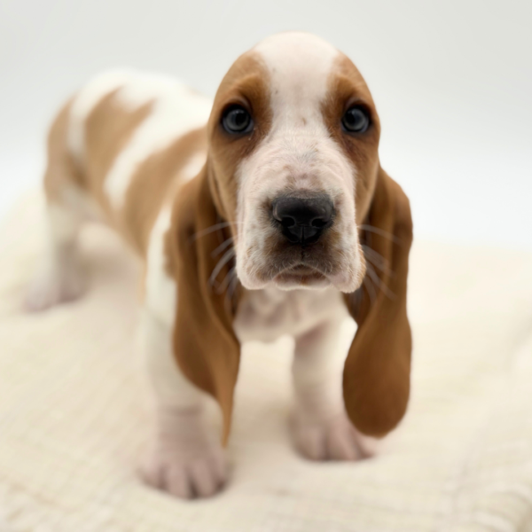 [#25405-03]  - Lemon / White F Basset Hound Puppies for Sale