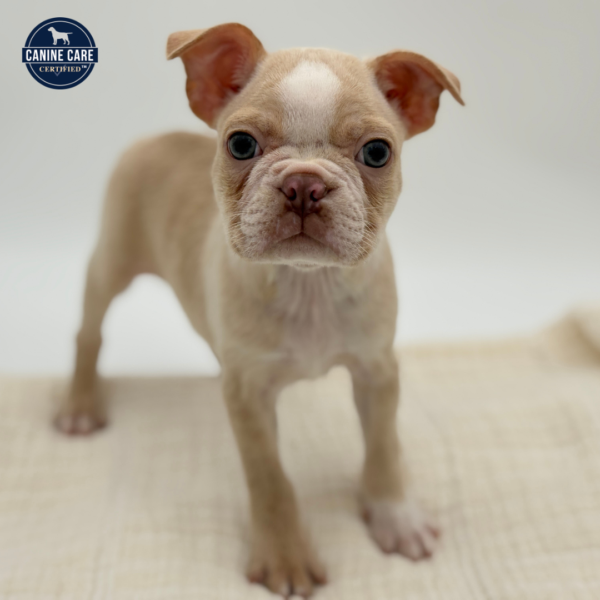 [#252357-01]  - Cream / White M Boston Terrier Puppies for Sale
