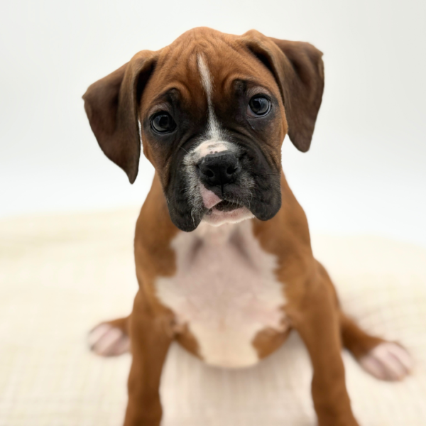 [#252807-06]  - Fawn / White F Boxer Puppies for Sale