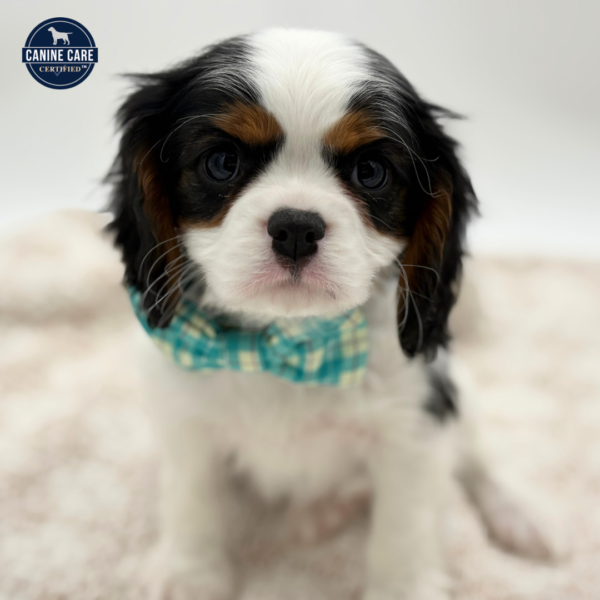 [#253493-02]  - Tri-Colored M Cavalier King Charles Spaniel Puppies for Sale