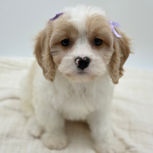 [#252308-04]  - Blenheim F Cavachon Puppies for Sale