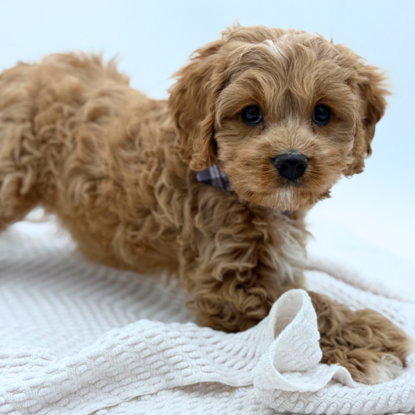 [#253234-01]  - Red / White M Cavapoo Puppies for Sale