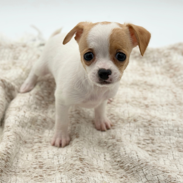 [#252466-01]  - Cream / White M Chihuahua Puppies for Sale