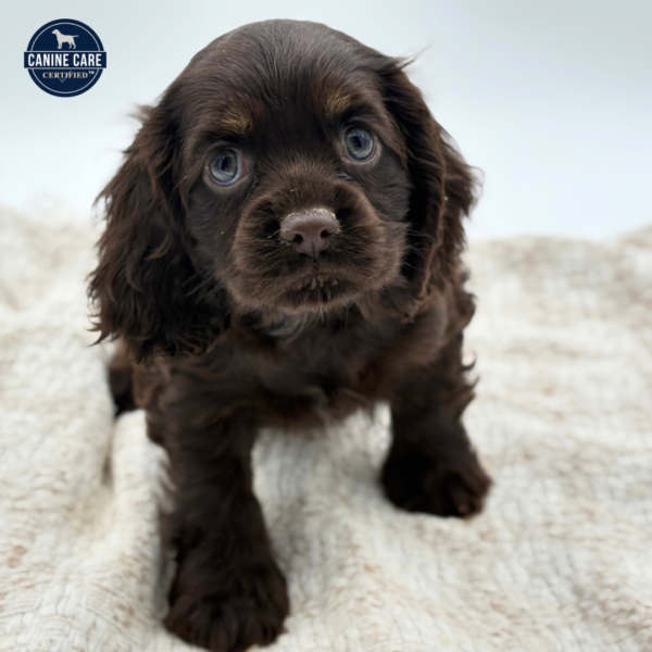[#252472-07]  - Chocolate F Cocker Spaniel Puppies for Sale