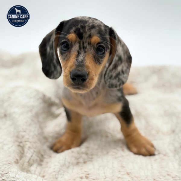 [#252428-06]  - Silver Dapple F Dachshund Puppies for Sale