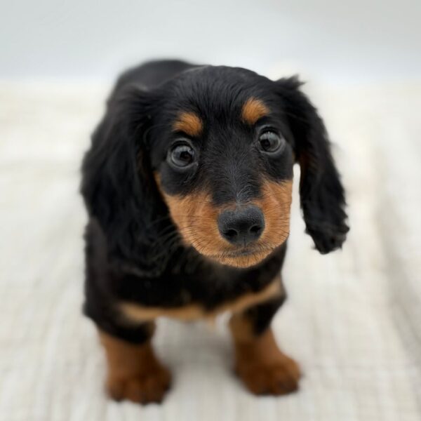 [#252274-01]  - Black / Tan M Dachshund Puppies for Sale