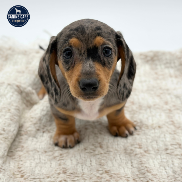 [#252428-05]  - Silver Dapple F Dachshund Puppies for Sale