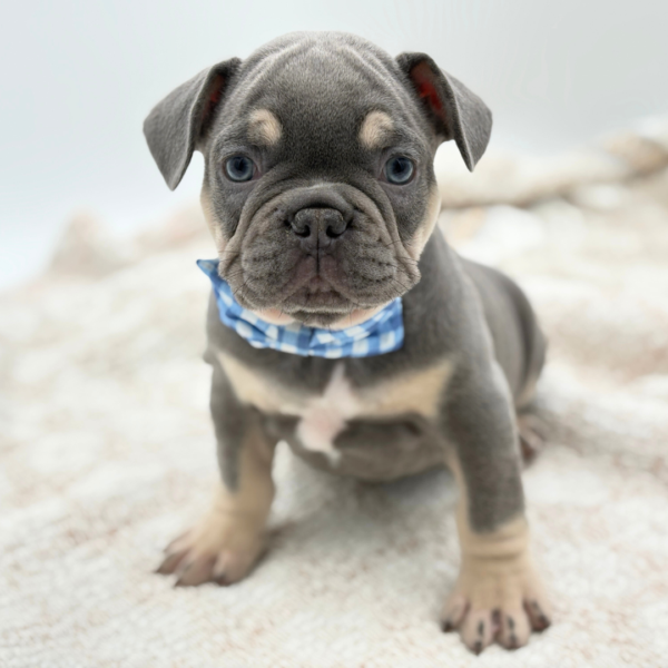 [#253006-01]  - Lilac / Tan M French Bulldog Puppies for Sale