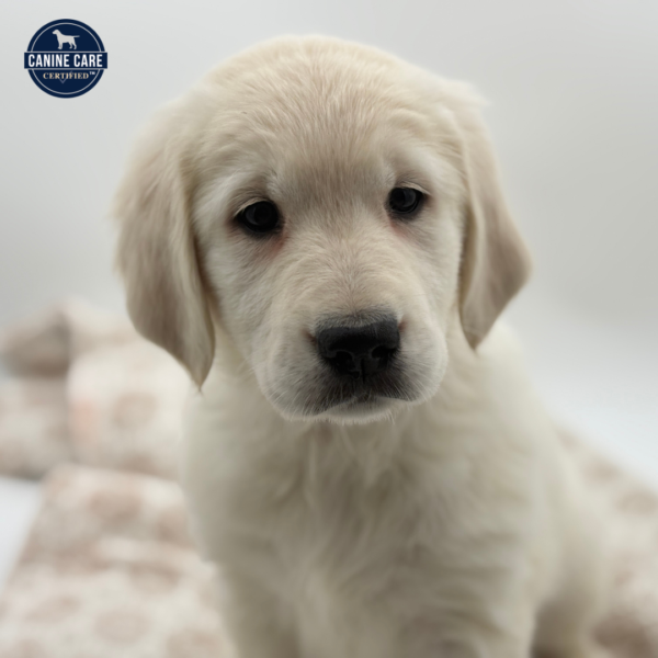 [#253163-05]  - Light Golden F Golden Retriever Puppies for Sale