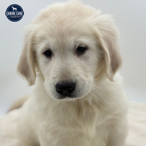 [#253162-02]  - Light Golden M Golden Retriever Puppies for Sale
