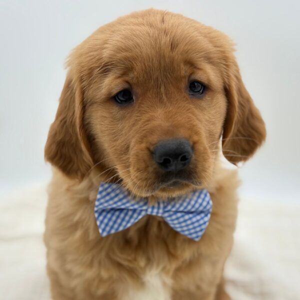 [#25374-01]  - Golden M Golden Retriever Puppies for Sale