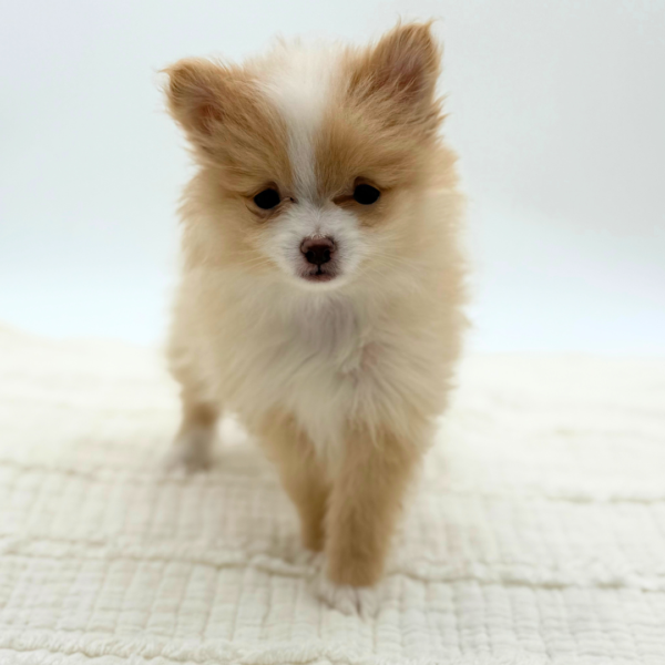 [#252471-05]  - Red / White F Pomeranian Puppies for Sale