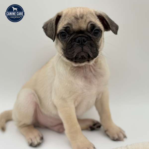 [#252356-01]  - Fawn M Pug Puppies for Sale