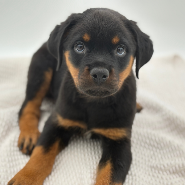 [#253145-03]  - Black / Tan M Rottweiler Puppies for Sale