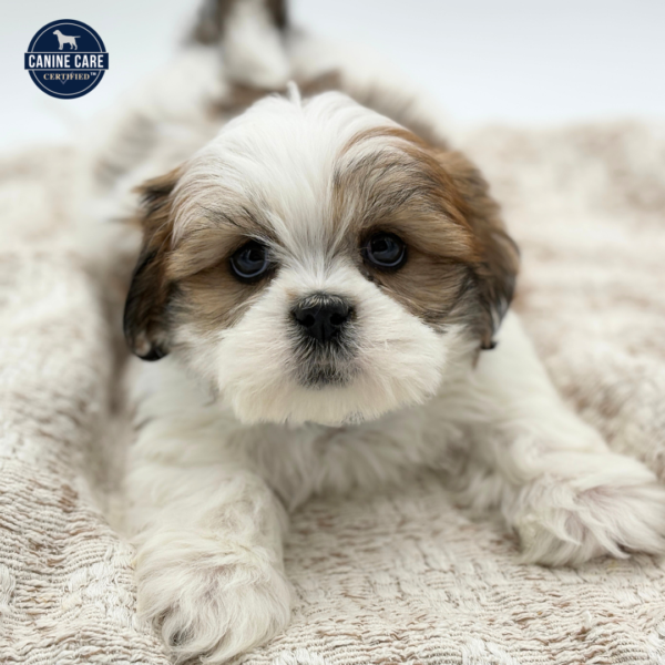 [#252452-04]  - Brown / White M Lhasa Apso Puppies for Sale