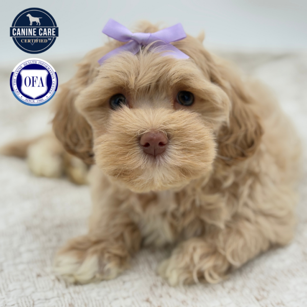 [#253099-03]  - Cream / White F PomAPoo Puppies for Sale