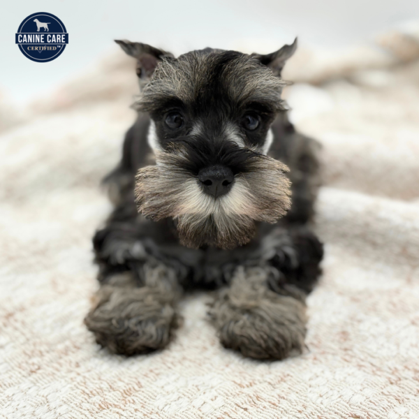 [#252893-04]  - Salt / Pepper F Miniature Schnauzer Puppies for Sale