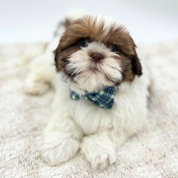 [#252946-01]  - Chocolate / White M Shih Tzu Puppies for Sale