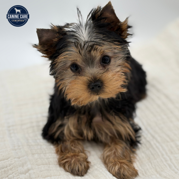 [#252966-03]  - Black / Tan F Yorkshire Terrier Puppies for Sale