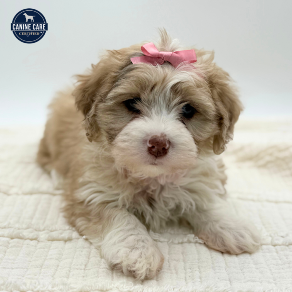 [#252485-05]  - Brown / White F Aussiechon Puppies for Sale