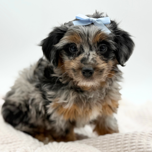 [#253194-05]  - Blue Merle F Aussiedoodle Mini Puppies for Sale