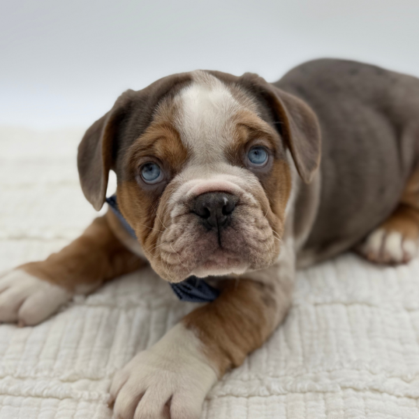 [#252461-01]  - Blue Merle M Beabull 3/4 Puppies for Sale