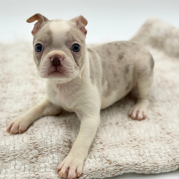 [#25125-03]  - Blue Merle / White F Boston Terrier Puppies for Sale