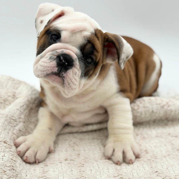 [#253525-04]  - Red F Bulldog Puppies for Sale
