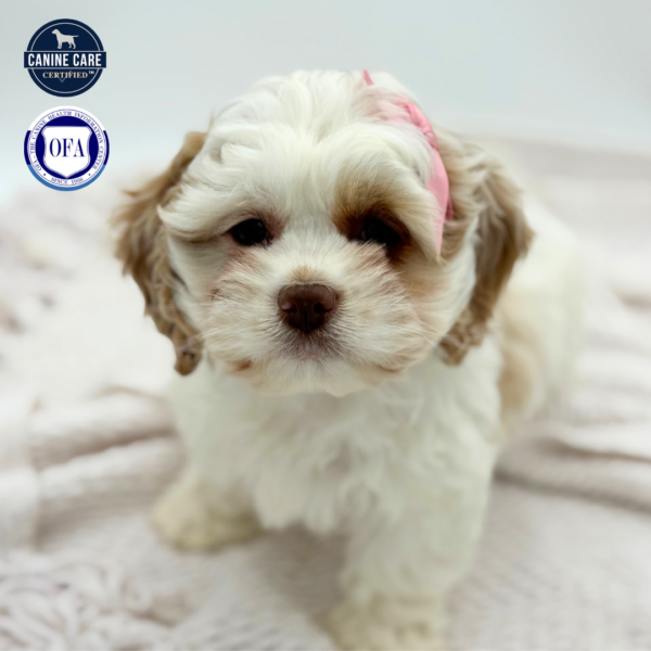 [#253322-02]  - White / Buff F Cock A Poo Puppies for Sale