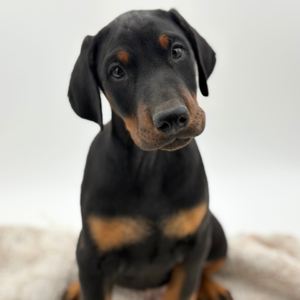 [#25393-01]  - Black / Rust M Doberman Pinscher Puppies for Sale