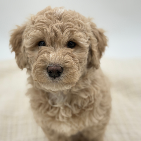 [#252851-05]  - Golden M Goldendoodle Mini Puppies for Sale